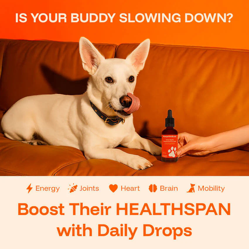 Pawgevity Vitality Drops